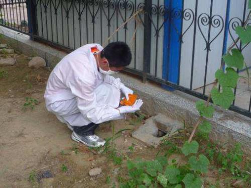 教你遇到白蟻該如何去處理，處理的方法有那些？